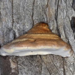 Truncospora ochroleuca at Majura, ACT - 14 Aug 2020