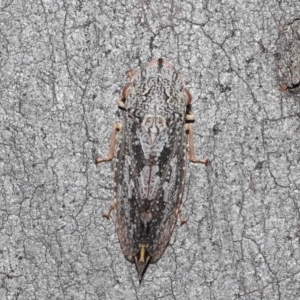 Stenocotis depressa at Downer, ACT - 14 Aug 2020 12:58 PM