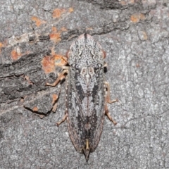 Stenocotis depressa at Downer, ACT - 14 Aug 2020 12:58 PM