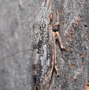 Stenocotis depressa at Downer, ACT - 14 Aug 2020 12:58 PM