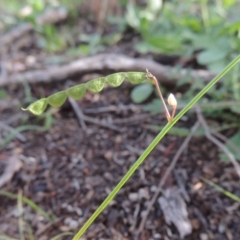 Grona varians (Slender Tick-Trefoil) at Conder, ACT - 18 Mar 2020 by michaelb