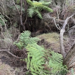 Cyathea australis subsp. australis (Rough Tree Fern) at Tura Beach, NSW - 16 Aug 2020 by dcnicholls