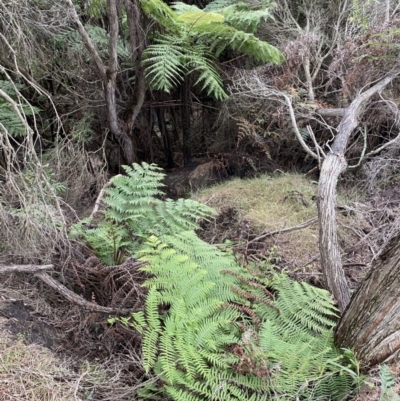 Cyathea australis subsp. australis (Rough Tree Fern) at Tura Beach, NSW - 15 Aug 2020 by dcnicholls