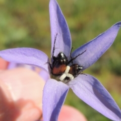Phyllotocus navicularis (Nectar scarab) at Banks, ACT - 31 Mar 2020 by michaelb