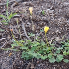 Oxalis perennans (Grassland Wood Sorrel) at Conder, ACT - 18 Mar 2020 by MichaelBedingfield