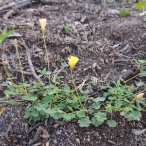 Oxalis perennans at Conder, ACT - 18 Mar 2020