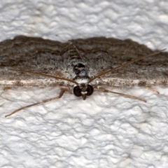 Psilosticha absorpta at Ainslie, ACT - 15 Aug 2020 10:04 PM