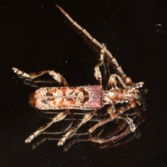 Tessaromma undatum (Velvet eucalypt longhorn beetle) at Ainslie, ACT - 15 Aug 2020 by jbromilow50