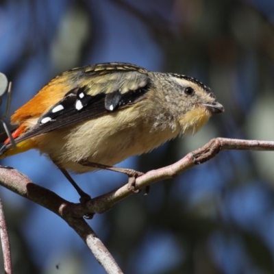 Pardalotus punctatus (Spotted Pardalote) at Acton, ACT - 13 Aug 2020 by jb2602