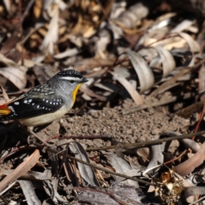 Pardalotus punctatus at Acton, ACT - 13 Aug 2020