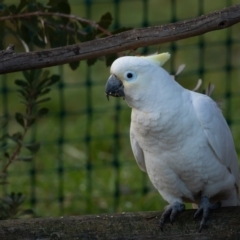 Cacatua galerita x tenuirostris/sanguinea (hybrid) (Sulphur-crested Cockatoo x Long-billed/Little Corella (Hybrid)) at Symonston, ACT - 16 Aug 2020 by rawshorty