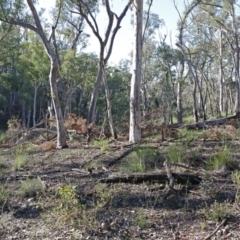 Eucalyptus rossii (Inland Scribbly Gum) at Downer, ACT - 16 Aug 2020 by ConBoekel