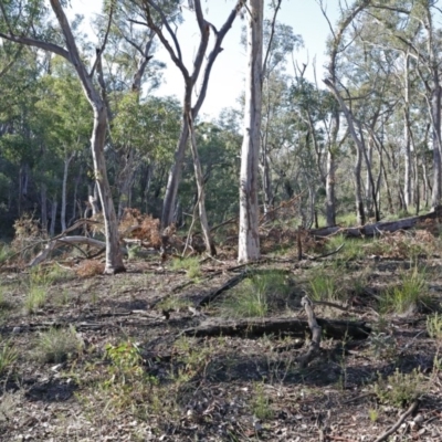 Eucalyptus rossii (Inland Scribbly Gum) at Downer, ACT - 16 Aug 2020 by ConBoekel