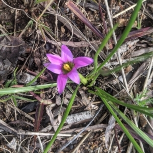 Romulea rosea var. australis at Wanniassa, ACT - 16 Aug 2020