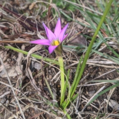 Romulea rosea var. australis at Wanniassa, ACT - 16 Aug 2020