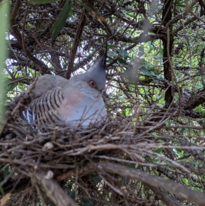 Ocyphaps lophotes (Crested Pigeon) at Kambah, ACT - 2 Aug 2020 by HelenCross