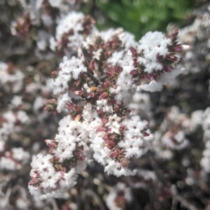 Leucopogon attenuatus at Fadden, ACT - 16 Aug 2020