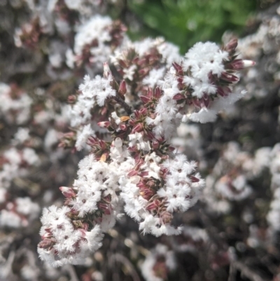 Leucopogon attenuatus (Small-leaved Beard Heath) at Wanniassa Hill - 15 Aug 2020 by HelenCross