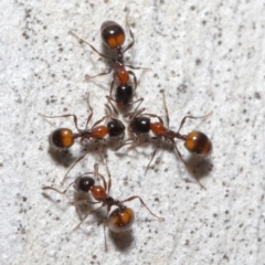 Chelaner kiliani (Kilian's ant) at ANBG - 14 Aug 2020 by TimL