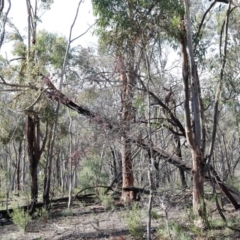 Eucalyptus macrorhyncha (Red Stringybark) at Acton, ACT - 16 Aug 2020 by ConBoekel