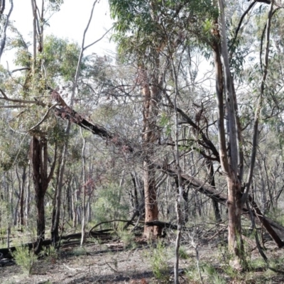 Eucalyptus macrorhyncha (Red Stringybark) at Acton, ACT - 16 Aug 2020 by ConBoekel
