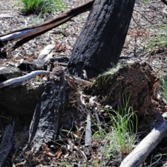 Eucalyptus macrorhyncha at Acton, ACT - 16 Aug 2020