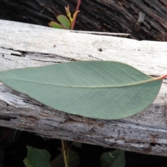 Eucalyptus macrorhyncha at Acton, ACT - 16 Aug 2020