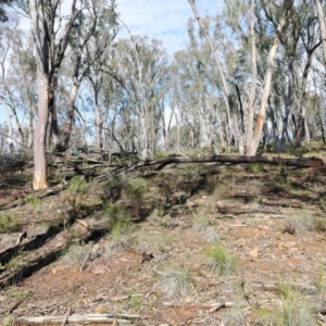 Eucalyptus macrorhyncha at Acton, ACT - 16 Aug 2020