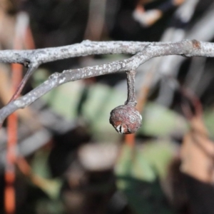 Eucalyptus macrorhyncha at Acton, ACT - 16 Aug 2020