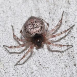 Euryopis sp. (genus) at Acton, ACT - 14 Aug 2020