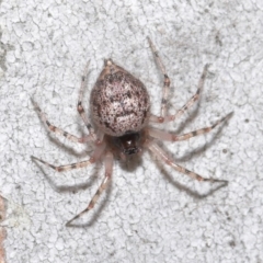 Euryopis sp. (genus) at Acton, ACT - 14 Aug 2020 12:18 PM