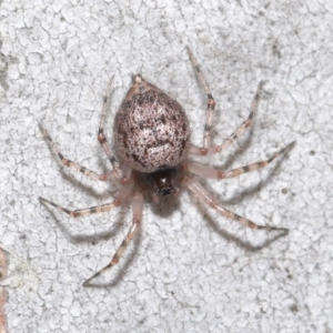 Euryopis sp. (genus) at Acton, ACT - 14 Aug 2020