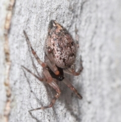 Euryopis sp. (genus) at Acton, ACT - 14 Aug 2020 12:18 PM