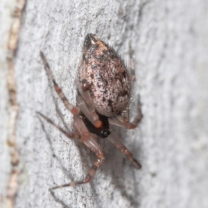 Euryopis sp. (genus) at Acton, ACT - 14 Aug 2020