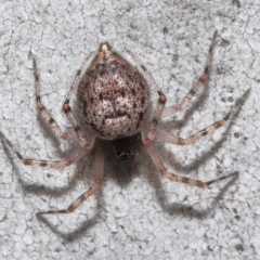 Euryopis sp. (genus) at Acton, ACT - 14 Aug 2020 12:18 PM