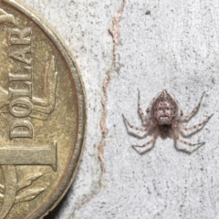 Euryopis sp. (genus) at Acton, ACT - 14 Aug 2020 12:18 PM