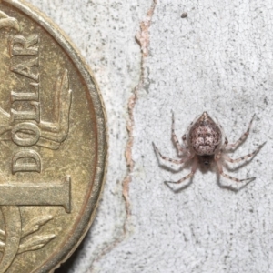 Euryopis sp. (genus) at Acton, ACT - 14 Aug 2020 12:18 PM