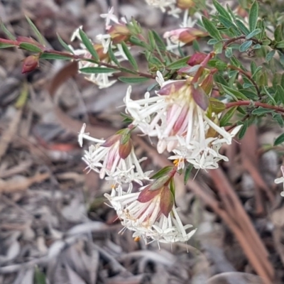 Pimelea linifolia subsp. linifolia (Queen of the Bush, Slender Rice-flower) at Queanbeyan West, NSW - 16 Aug 2020 by tpreston