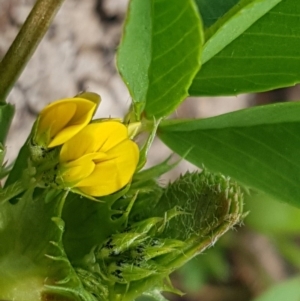 Medicago polymorpha at Queanbeyan West, NSW - 16 Aug 2020