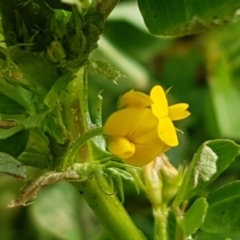 Medicago polymorpha at Queanbeyan West, NSW - 16 Aug 2020