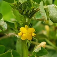 Medicago polymorpha at Queanbeyan West, NSW - 16 Aug 2020 01:23 PM