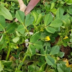 Medicago polymorpha at Queanbeyan West, NSW - 16 Aug 2020 01:23 PM