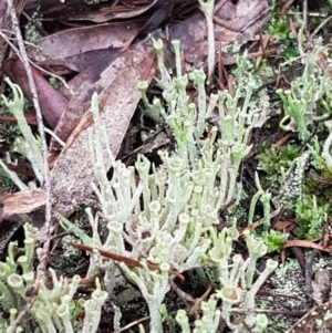 Cladonia sp. (genus) at Queanbeyan West, NSW - 16 Aug 2020 01:25 PM