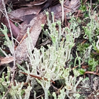 Cladonia sp. (genus) (Cup Lichen) at Queanbeyan West, NSW - 16 Aug 2020 by tpreston