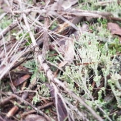 Cladonia sp. (genus) at Queanbeyan West, NSW - 16 Aug 2020 01:25 PM