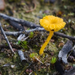 Lichenomphalia chromacea (Yellow Navel) at Symonston, ACT - 16 Aug 2020 by Marthijn