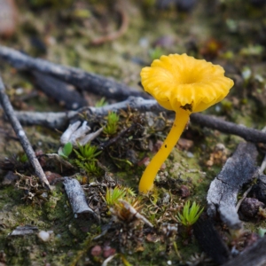 Lichenomphalia chromacea at Symonston, ACT - 16 Aug 2020 12:02 PM