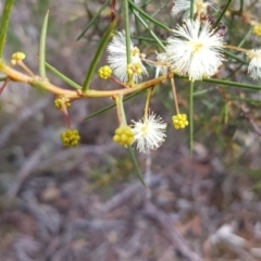 Acacia genistifolia (Early Wattle) at Bicentennial Park - 16 Aug 2020 by tpreston