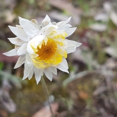 Leucochrysum albicans subsp. albicans (Hoary Sunray) at Bicentennial Park - 16 Aug 2020 by tpreston