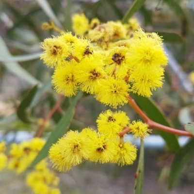 Acacia pycnantha (Golden Wattle) at Queanbeyan West, NSW - 16 Aug 2020 by tpreston